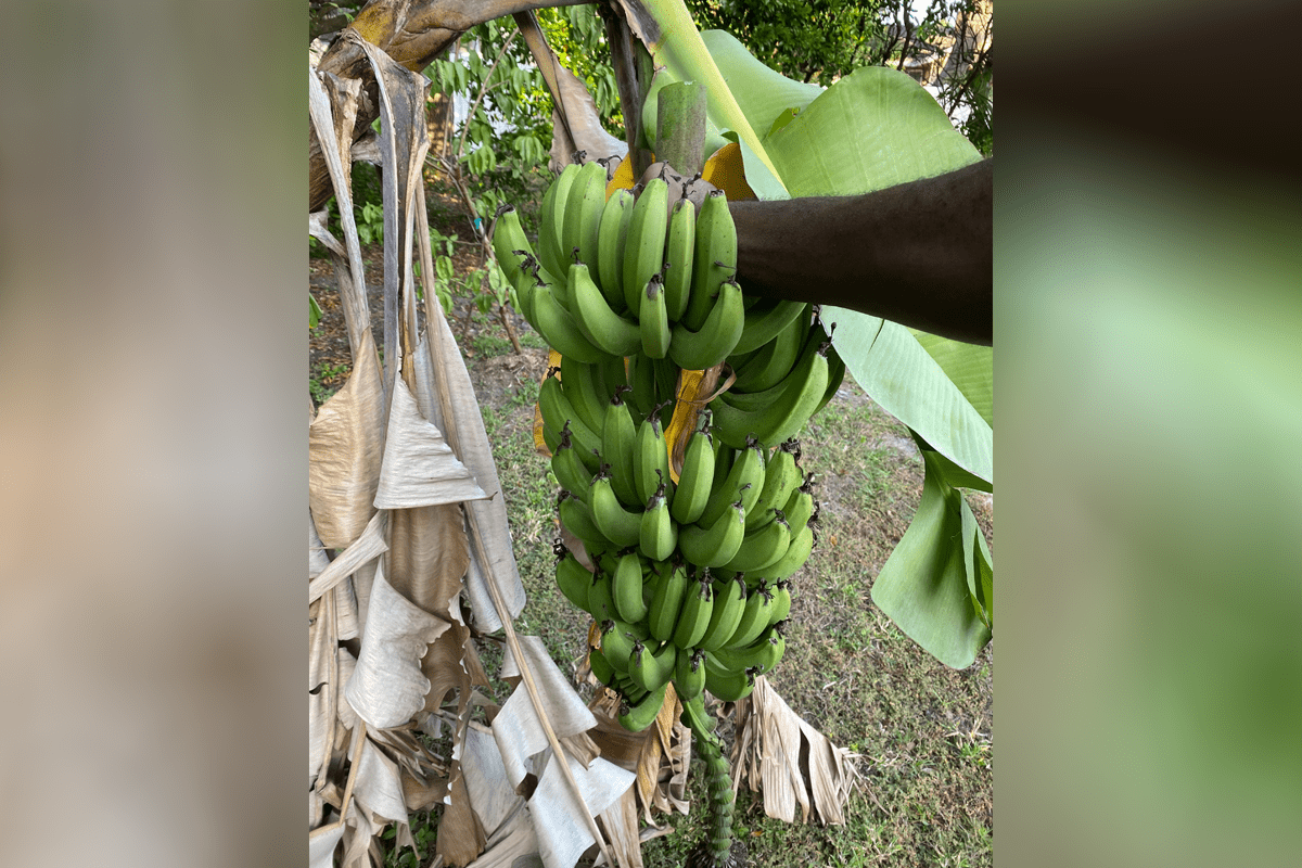 "I love fruit, and bananas are some of my favorite. They’re nutritious and a great source of energy, and in Florida, you can grow them yourself!" Surgeon General Joseph Ladapo.