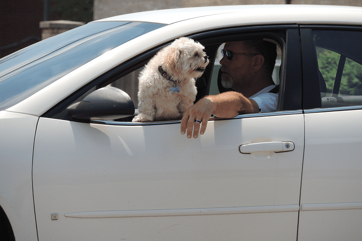 Dog sticking head out of the car window, June 19, 2016. New legislation in Florida would potentially outlaw the practice. (Photo/risingthermals)