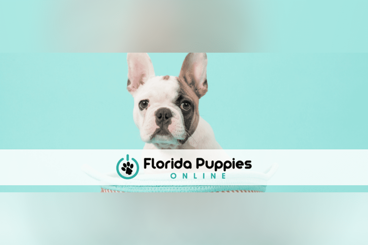 Florida Puppies Online. (Photo/Florida Puppies, Facebook)