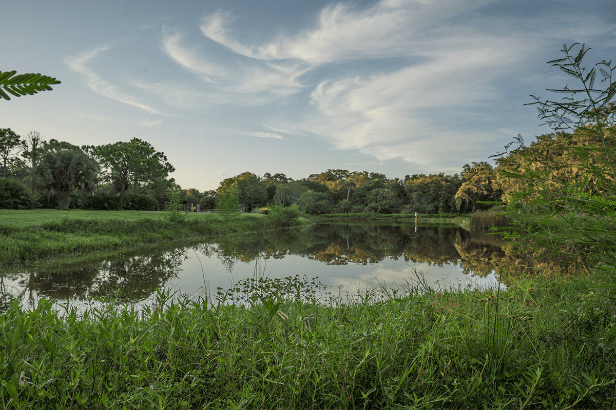 Pond near Emerson Point Preserve in Manatee County, Fla., Aug. 5, 2018. (Photo/Rick Schwartz, Flickr)