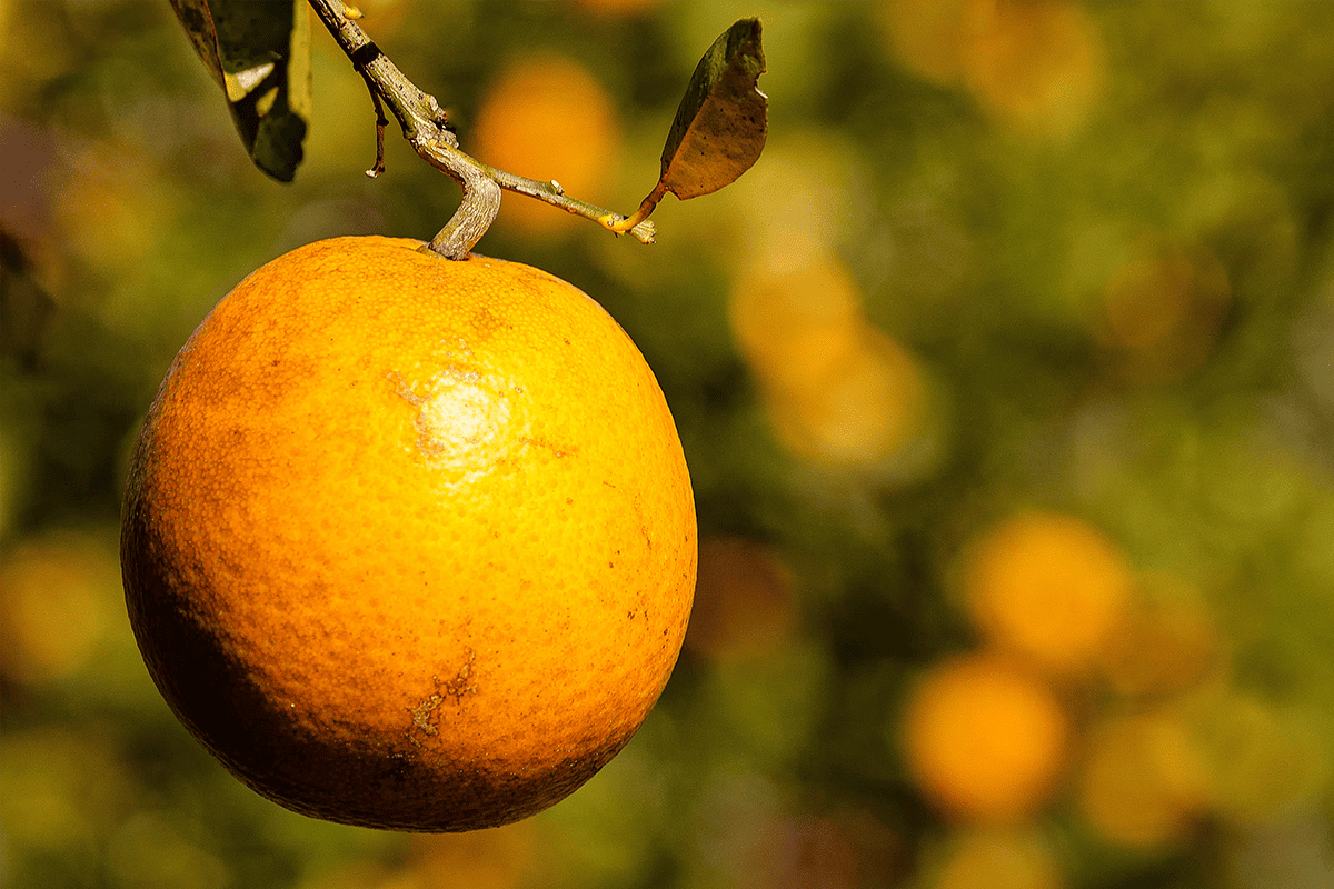 Citrus grove, Feb. 8, 2015. (Photo/Pat O'Malley, Flickr)