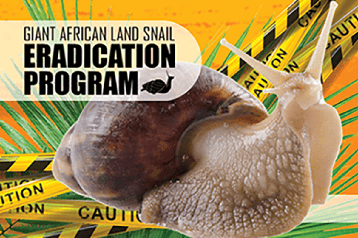 Giant African Land Snail graphic. (Image/Florida Department of Agriculture and Consumer Services)