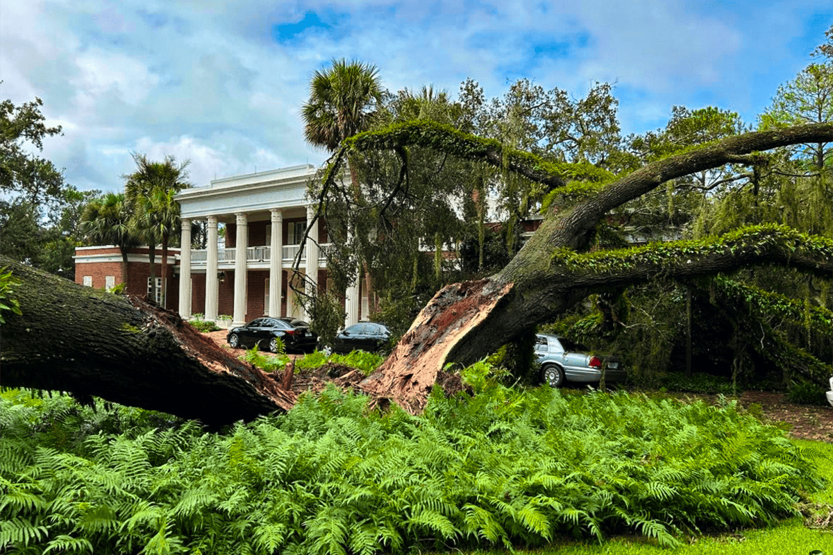 Downed 100 year-old tree at the Governor's Mansion in Tallahassee, Fla., Aug. 30, 2023. (Photo/First Lady Casey DeSantis)