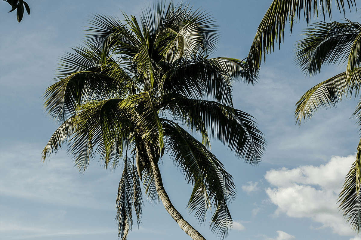 Palm tree in Fort Myers, Fla., Oct. 14, 2020. (Photo/Mike van den Bos, Unsplash)