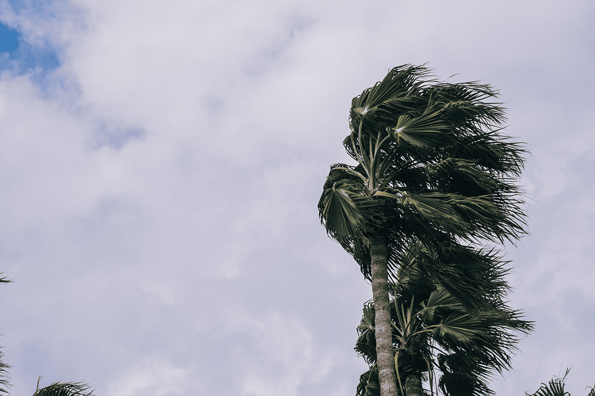 Palm trees blowing in the wind, Tampa, Fla., March 13, 2022. (Photo/Sean Foster, Unsplash)