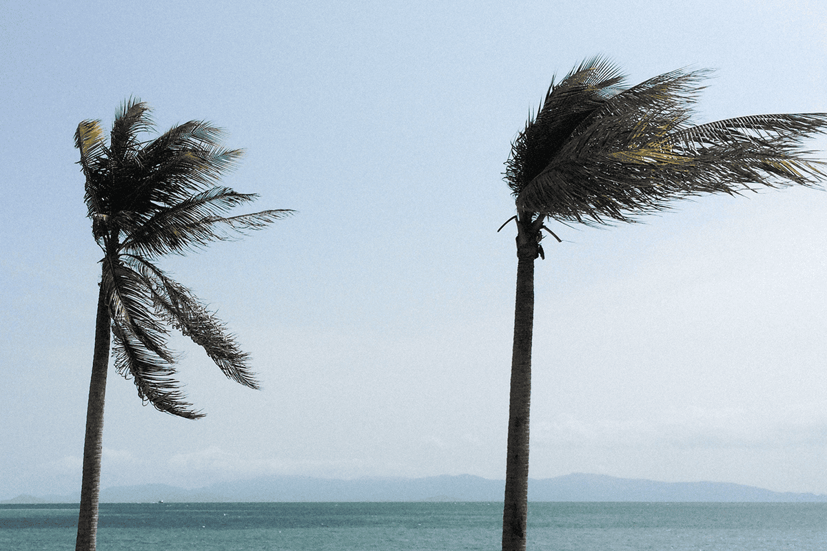 Palm trees, Dec. 11, 2021. (Photo/Alexey Demidov, Unsplash)