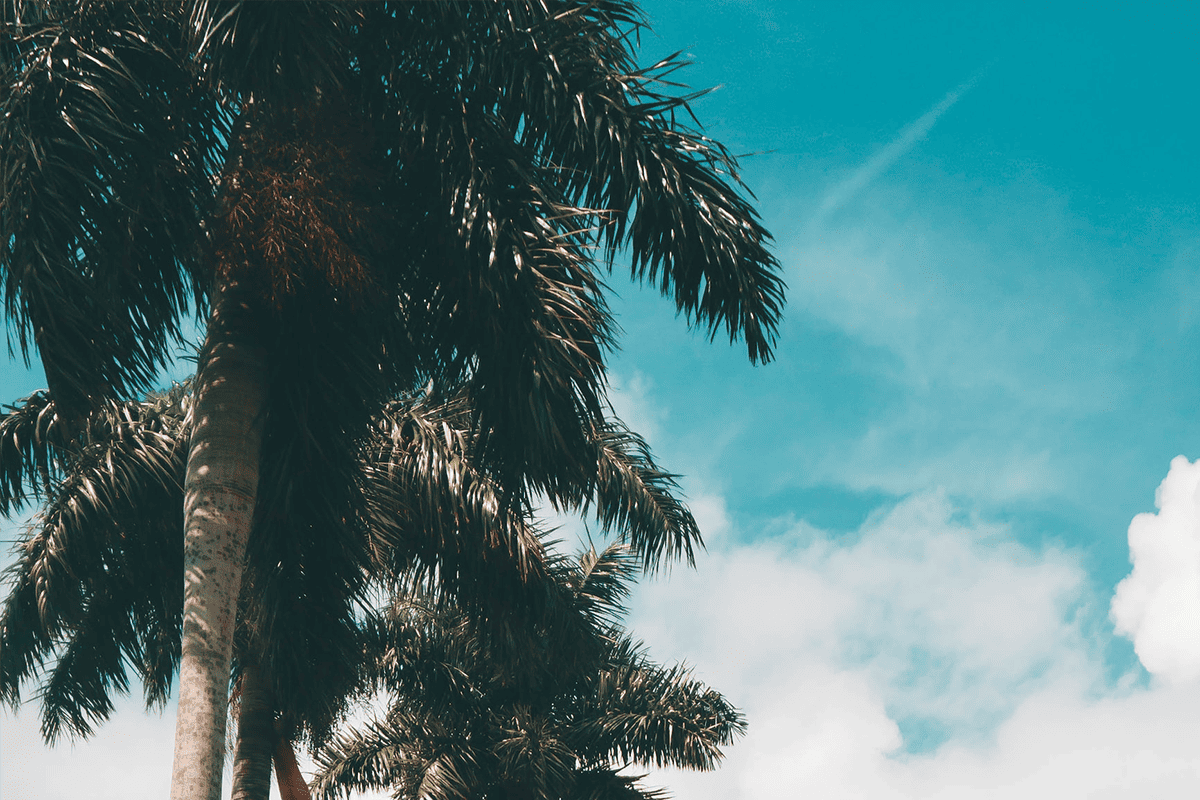 View of Florida palm trees, Oct. 26, 2019. (Photo/Andre Tan, Unsplash)