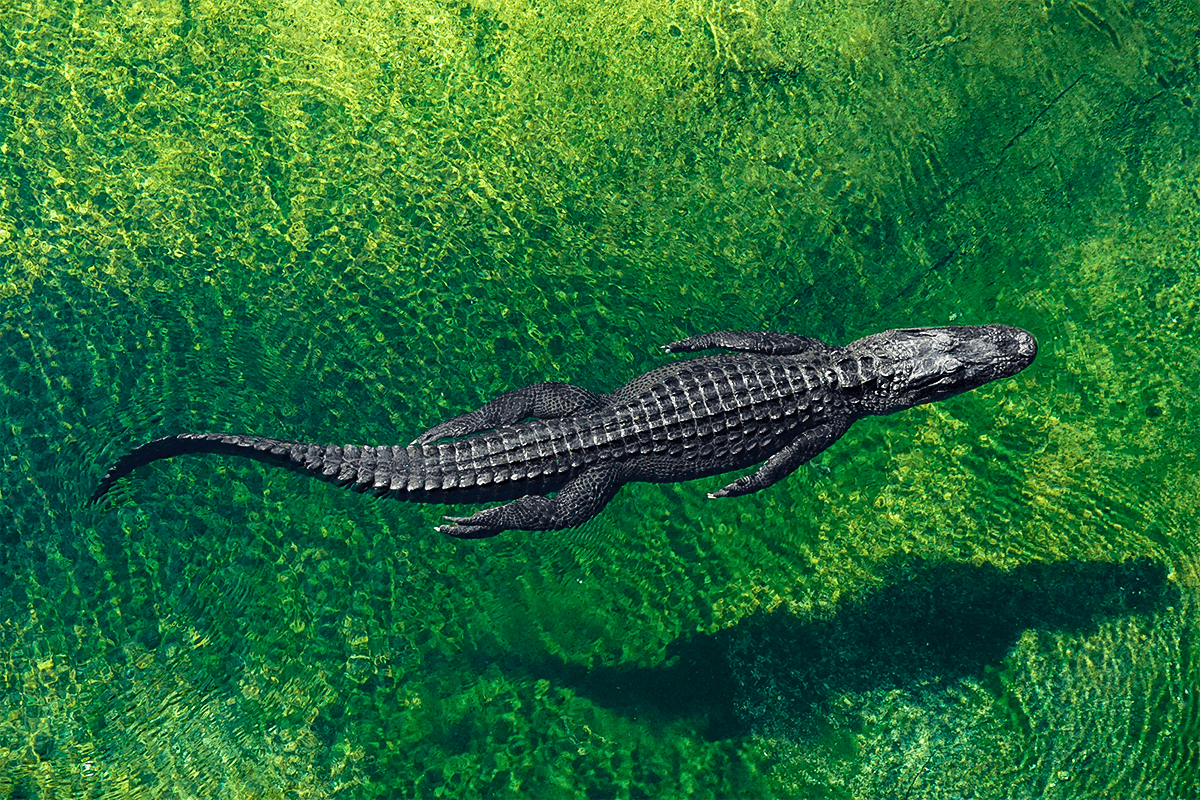 Alligator in Miami, Fla., Nov. 17, 2020. (Photo/Shelly Collins, Unsplash)
