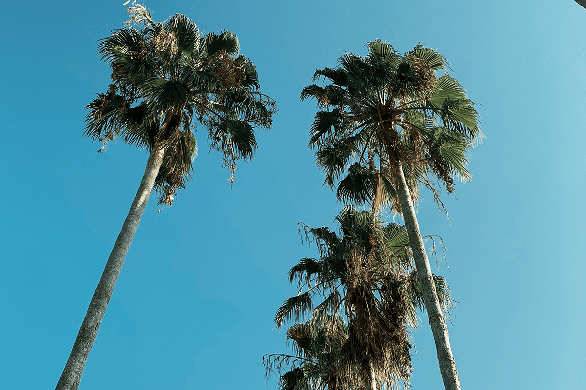 Palm trees in Orlando, Fla., July 21, 2019. (Photo/Andrew Pons, Unsplash)