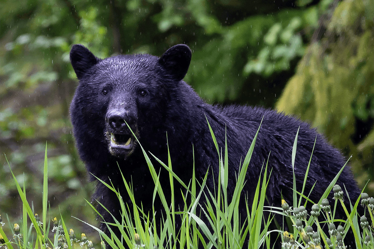 A black bear, June 14, 2020. (Photo/Pete Nuij, Unsplash)