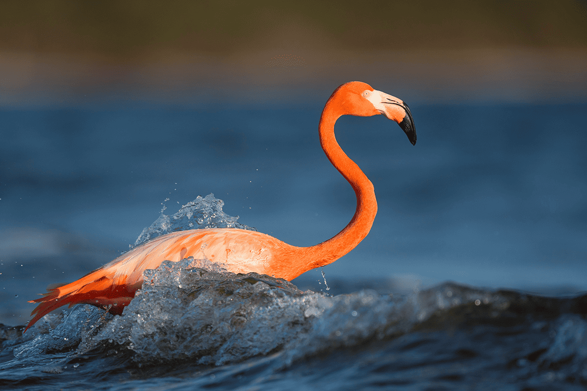 An American flamingo, Fort Myers, Fla., Aug. 19, 2016. (Photo/Ray Hennessy, Unsplash)