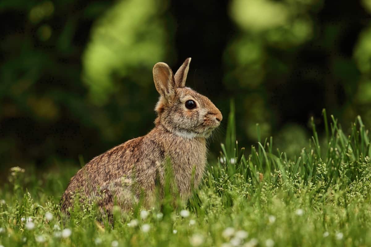 Rabbit in a field, January 3, 2023.
(Photo/Pixabay)
