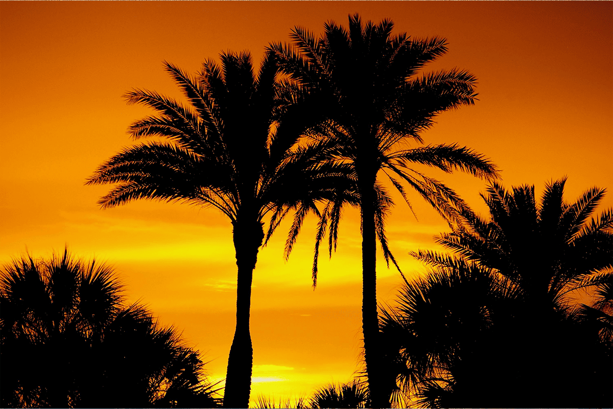 Palm trees, Sarasota, Fla., July 3, 2008. (Photo/Del Adams, Pexels)