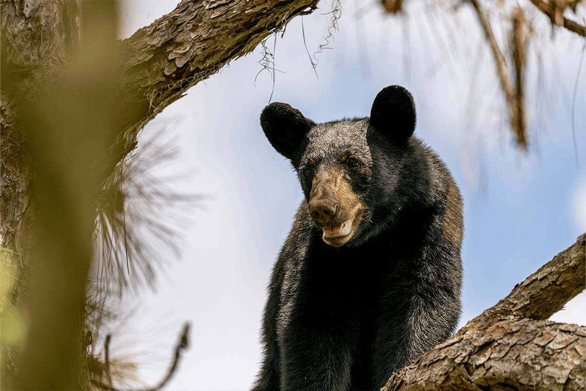 Black bear, Dec. 18, 2023. (Photo/Ryan Noeker, Unsplash)