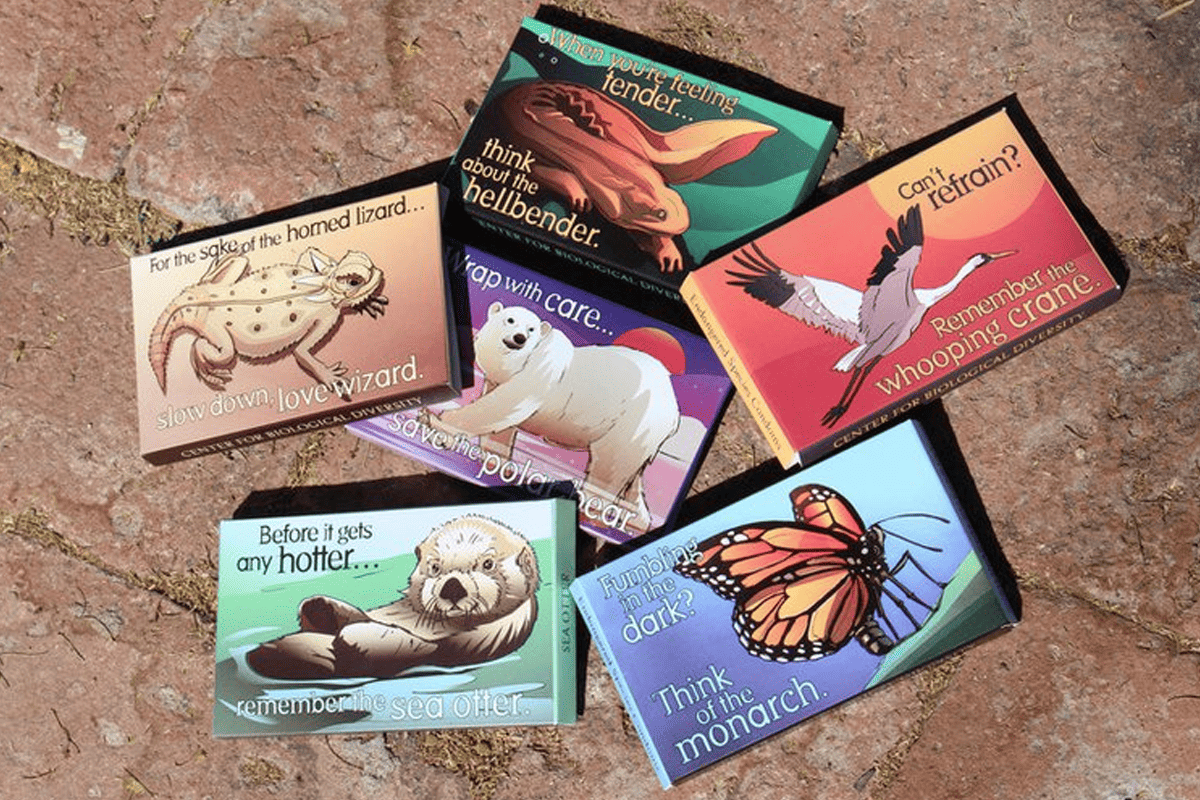 Endangered species condoms. Art by Shawn DiCriscio. Package design by Lori Lieber. (Photo/Center for Biological Diversity)