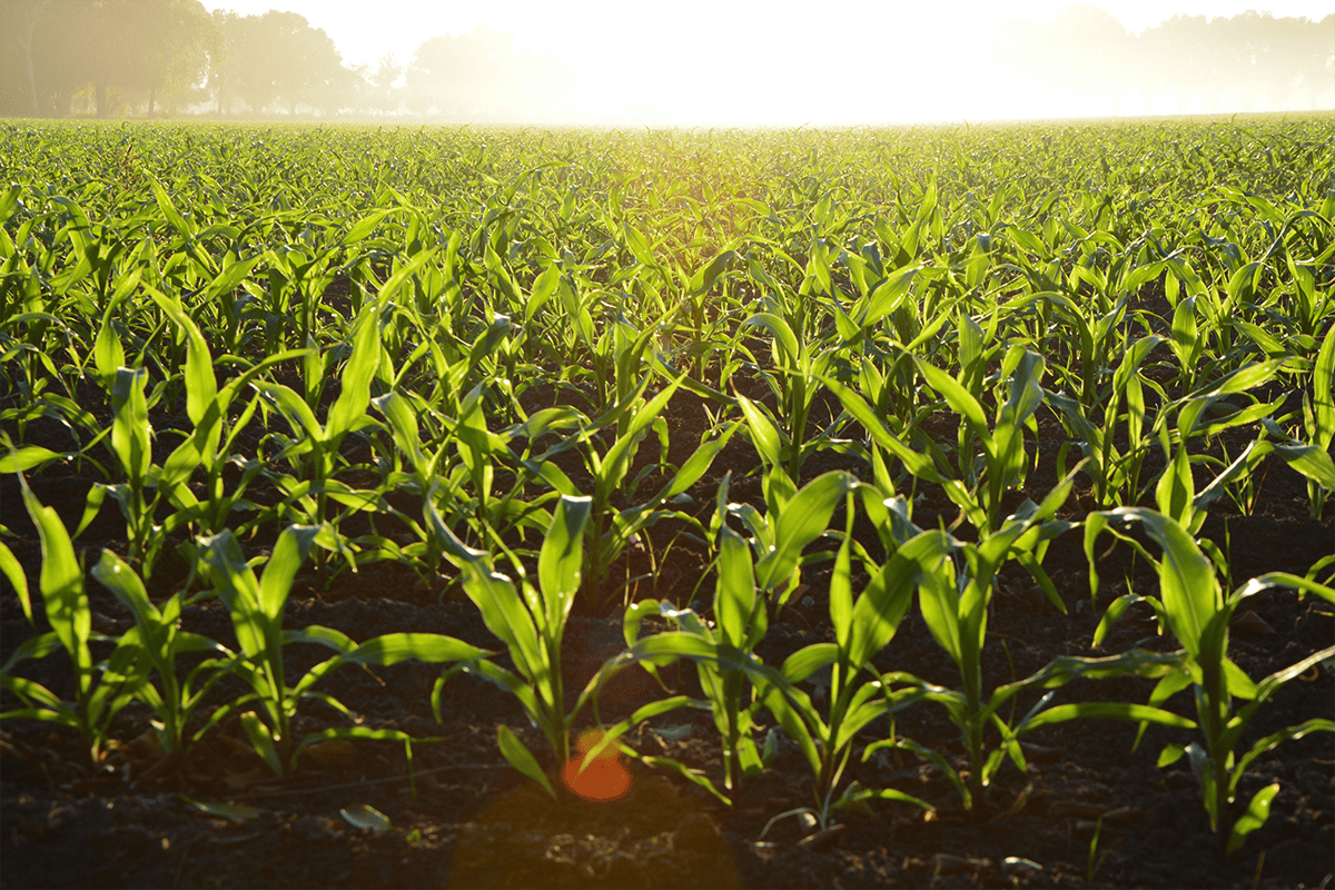 Farmland, April 5, 2015. (Photo/Alejandro Barrón, Pexels)