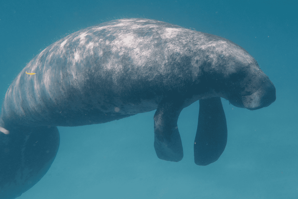 A manatee under water, June 30, 2020. (Photo/Koji Kamei, Pexels)