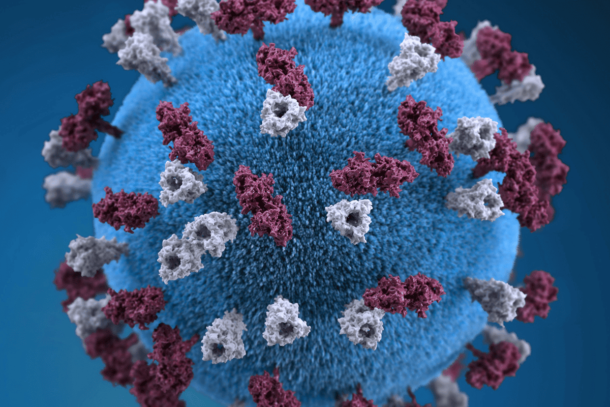 3D representation of a measles virus particle, Jan. 23, 2020. (Photo/CDC, Unsplash)