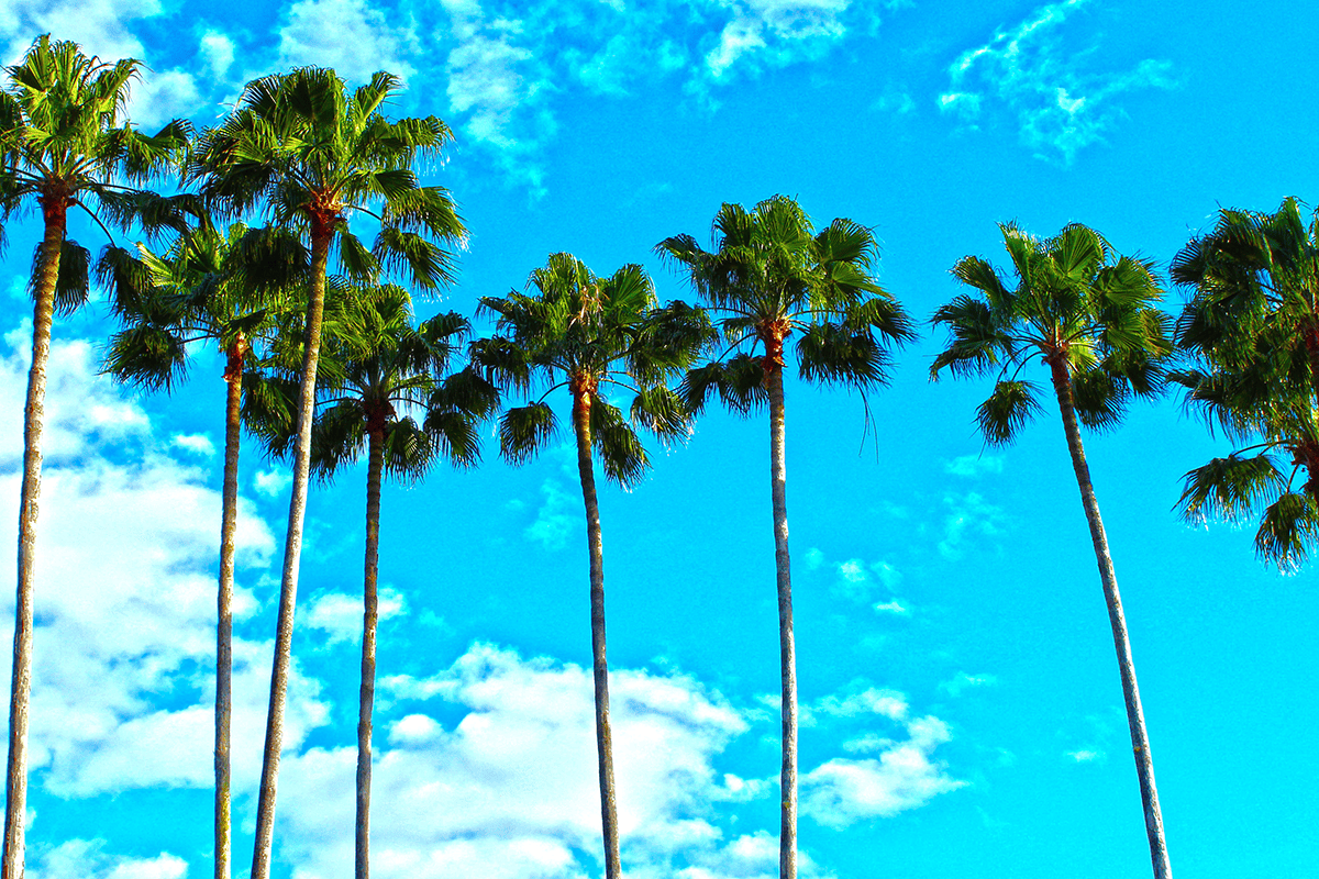 Florida palms, March 26, 2016. (Photo/2276303, Pixabay)