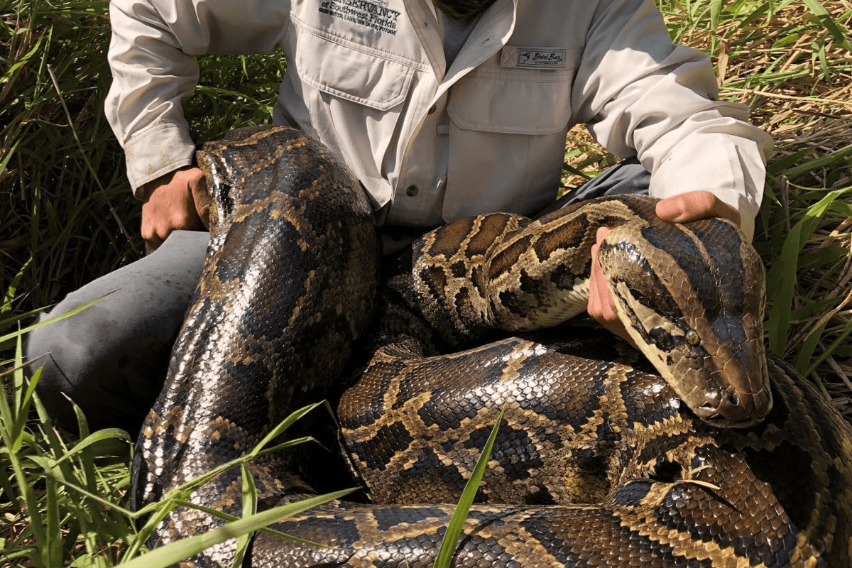 Burmese python. (Photo/Conservancy of Southwest Florida)