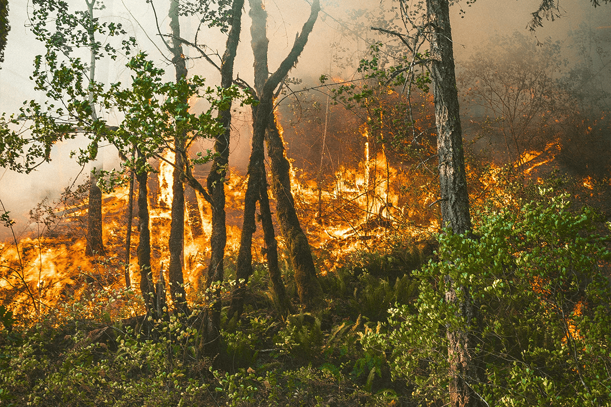 Fire in a forest, Sep. 15, 2020. (Photo/Karsten Winegeart, Unsplash)
