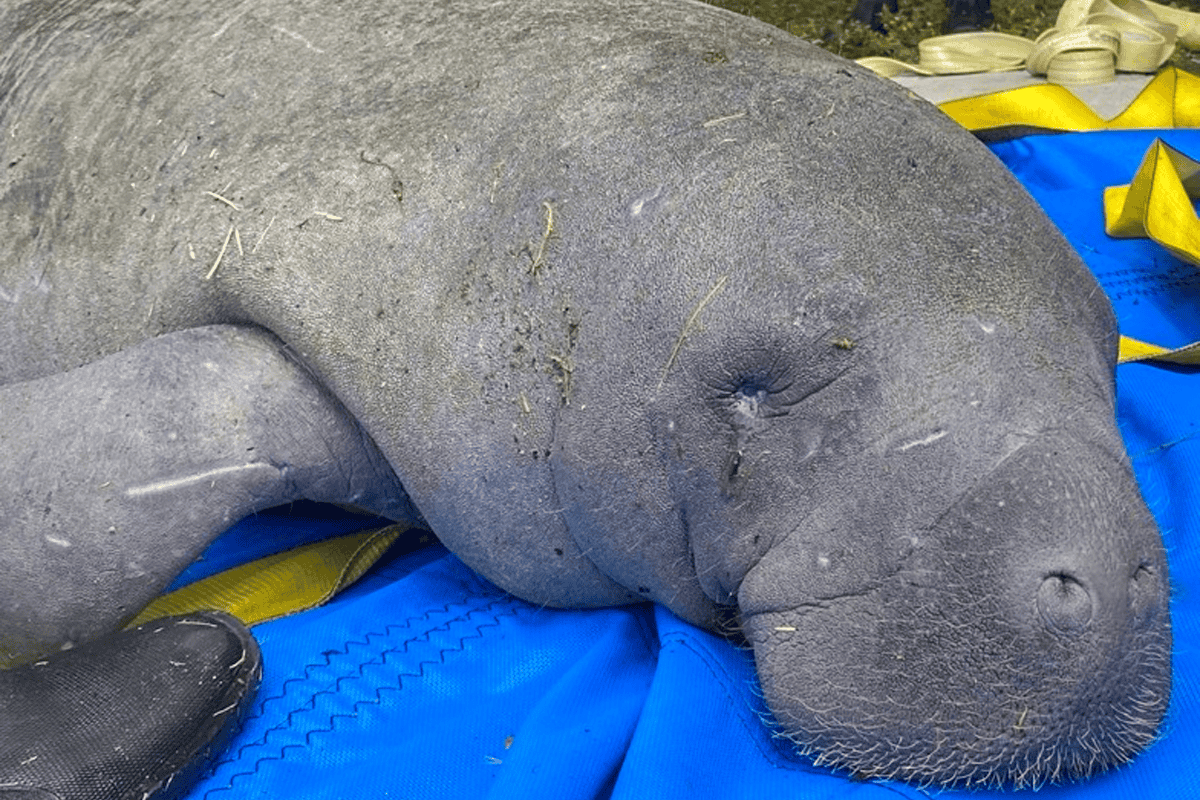 Rescued manatee 'Flapjack' saved from St. Petersburg estuary. (Photo/Florida Fish and Wildlife)