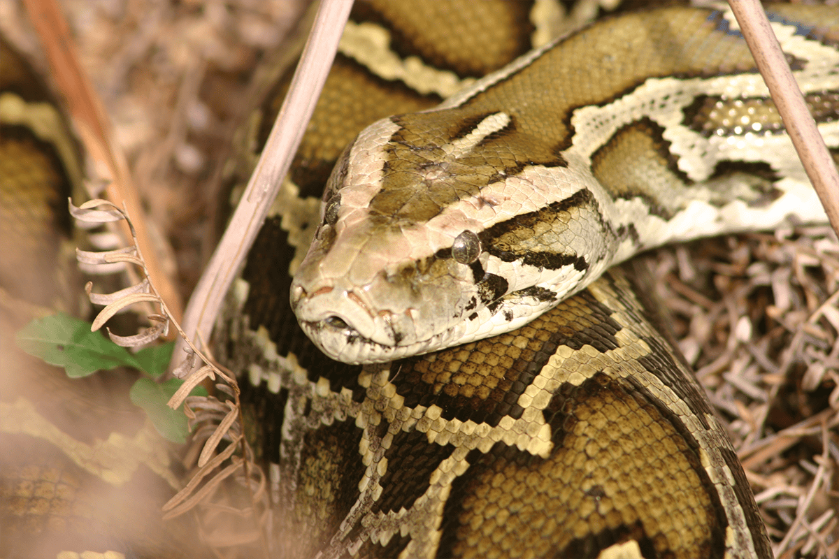 <a href=https://www.flickr.com/photos/myfwcmedia/8241649566/in/album-72157655228279454/>Burmese python, Dec. 12, 2006.</a> (Photo/Florida Fish and Wildlife, Flickr)