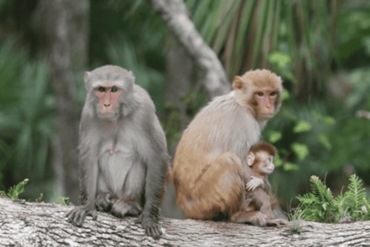 Rhesus macaques in Silver Springs State Park. (Photo/C. Jane Anderson)