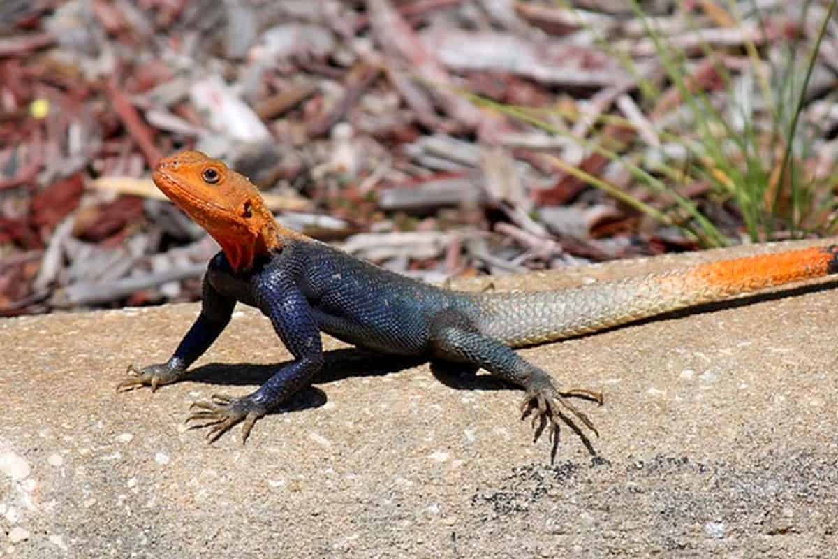 Peter's Rock Agama. (Photo/Florida Fish and Wildlife Commission)