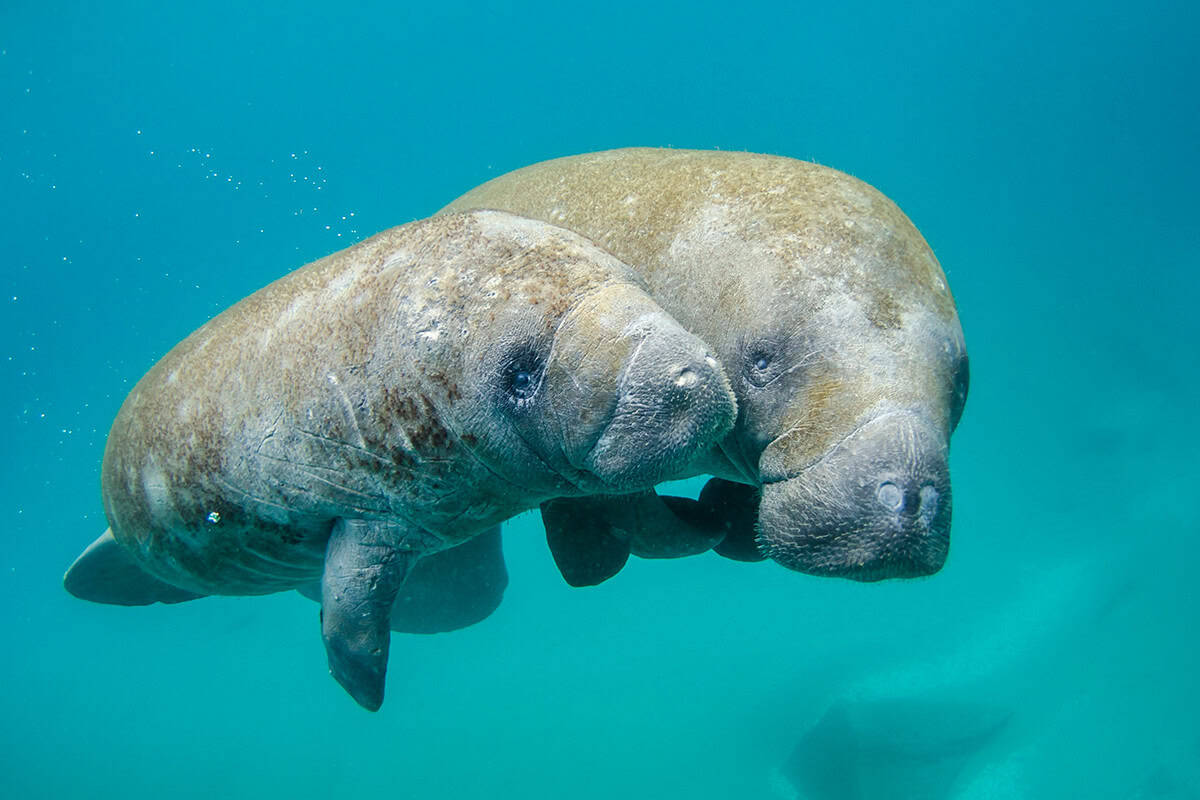 Mother manatee and calf swimming out of the inlet, June 25, 2019. (Photo/NOAA, Unsplash)
