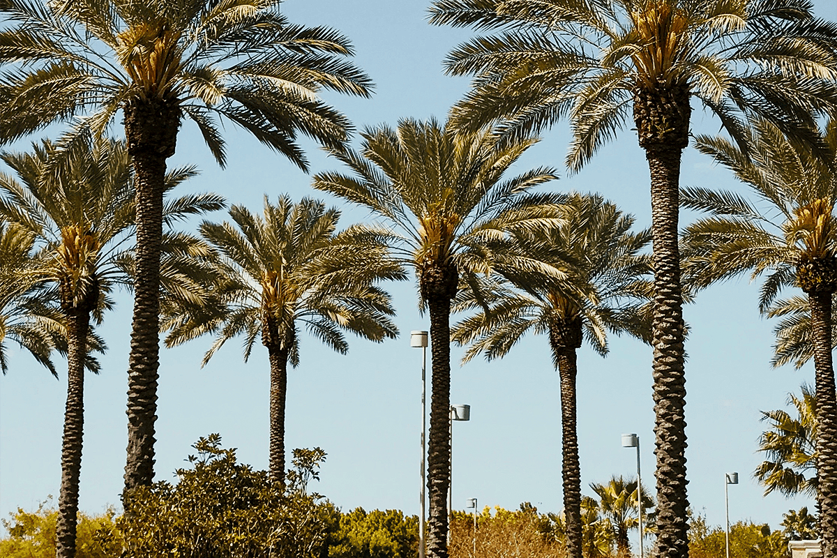 Palm trees in Orlando, Fla., May 3, 2019. (Photo/Brian Erickson, Unsplash)
