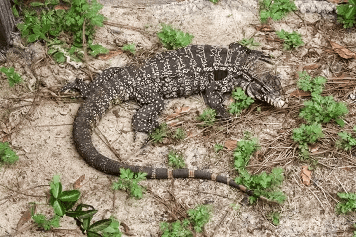 Argentine black and white tegu. (Photo/Florida Fish and Wildlife Conservation Commission)