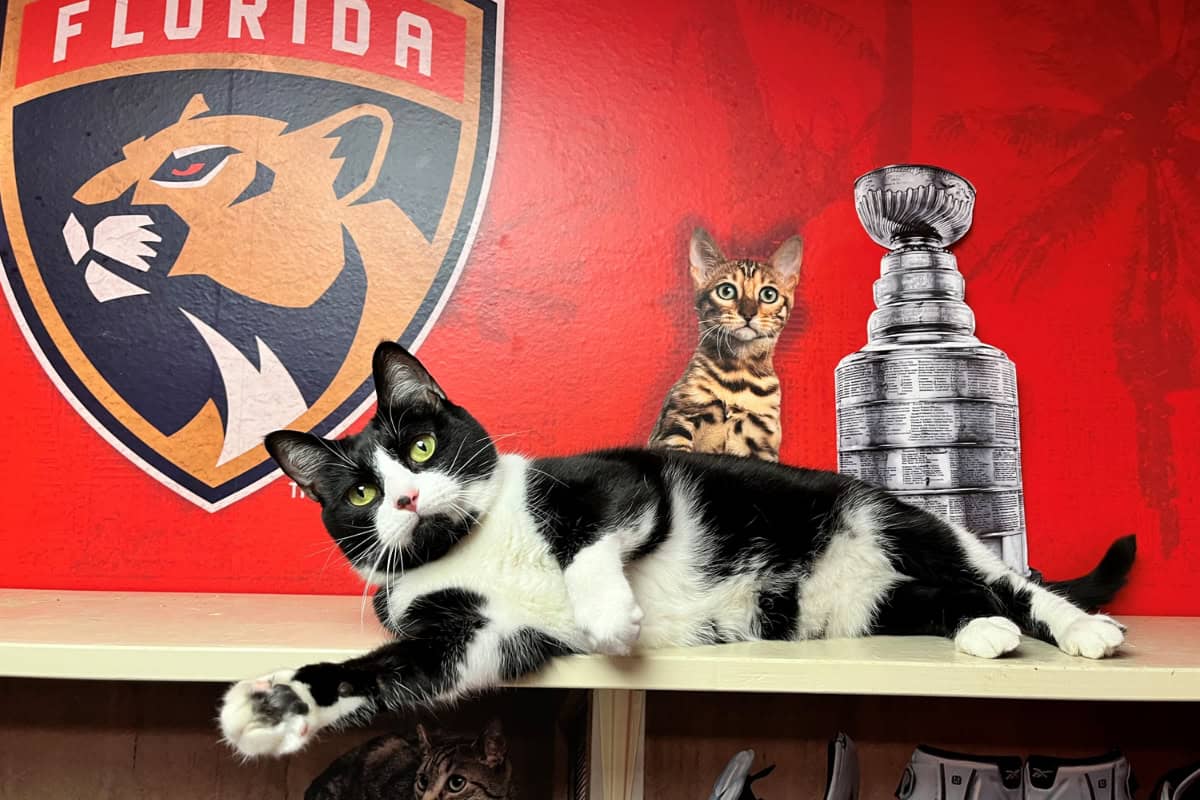 Meatball in the Florida Panther room. (Photo/Humane Society of Broward County)
