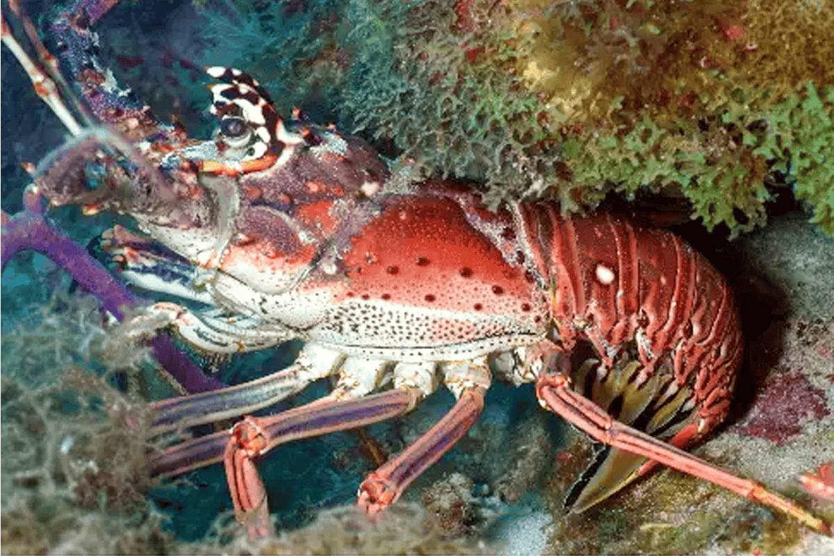 Spiny lobster. (Photo/FWC)