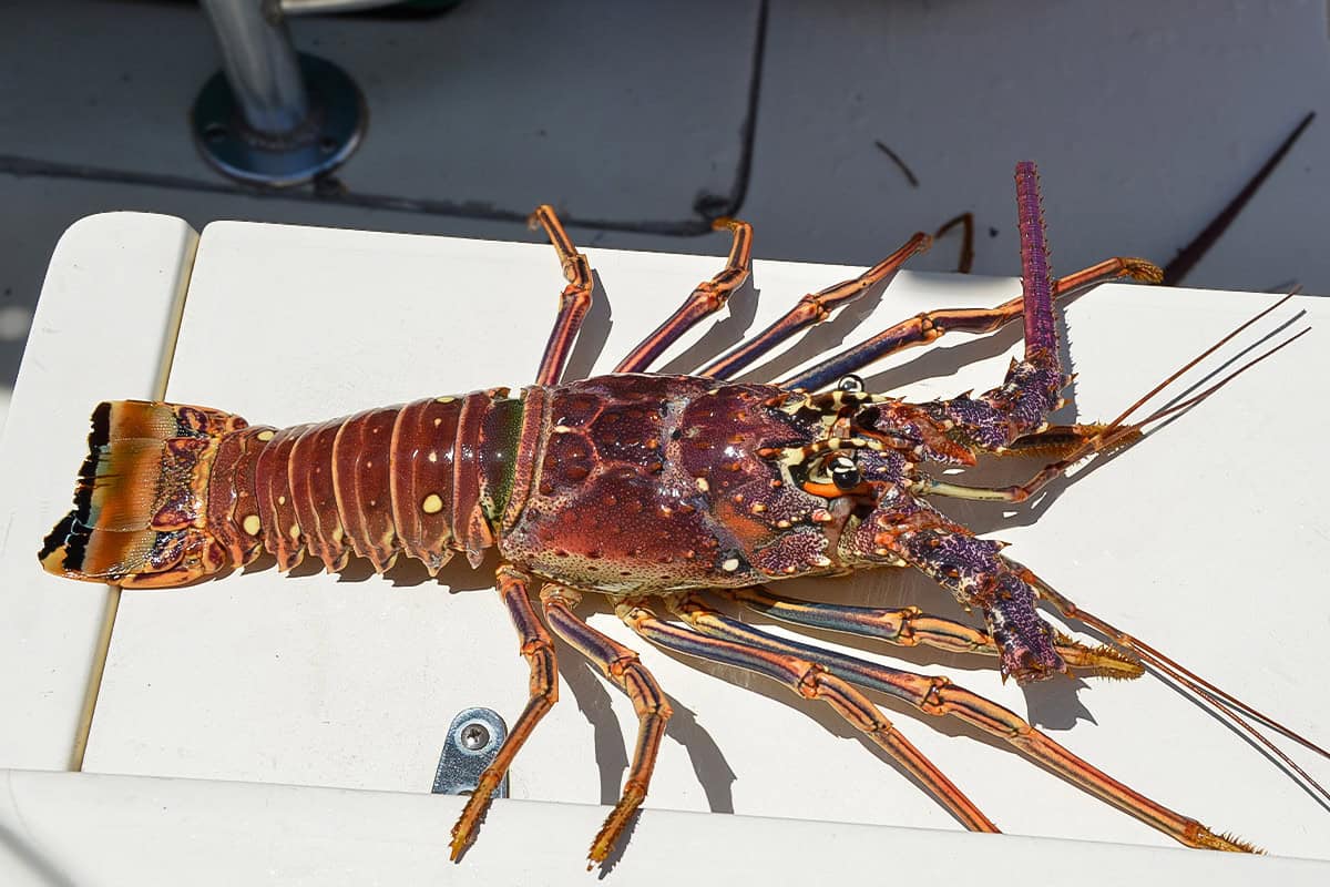 Spiny lobster, July 24, 2013. (Photo/FWC)